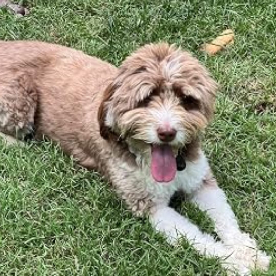Customer photo review of LuckyDog™ Limpiador Eléctrico de Patas 360°