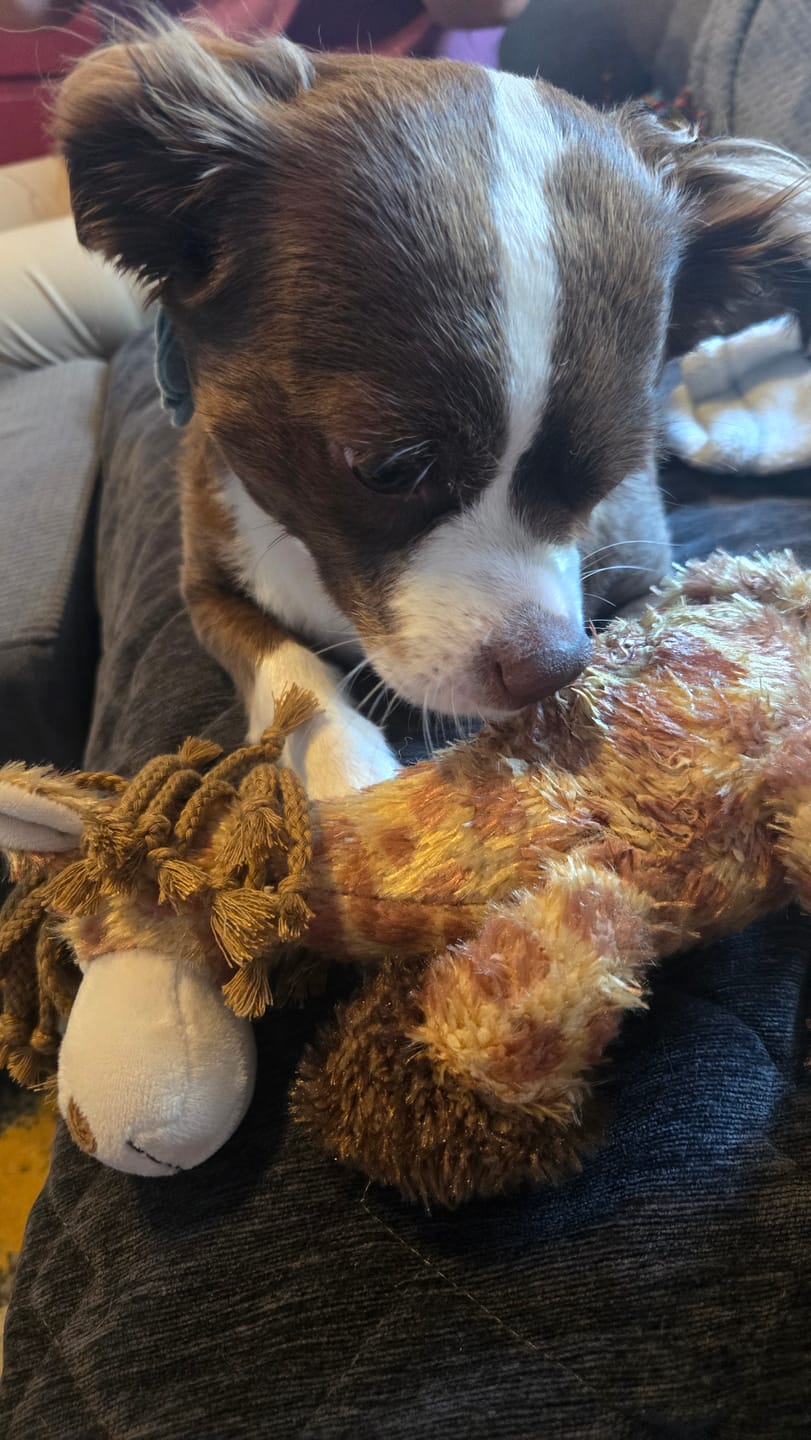 Customer photo review of Multipet - Pet Envy Mane Event