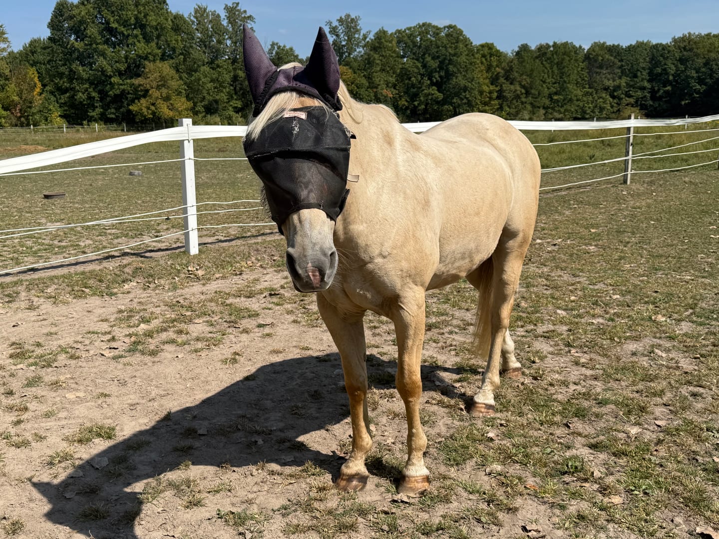 Customer photo review of EquiVizor Fly Mask - With Ear Protection