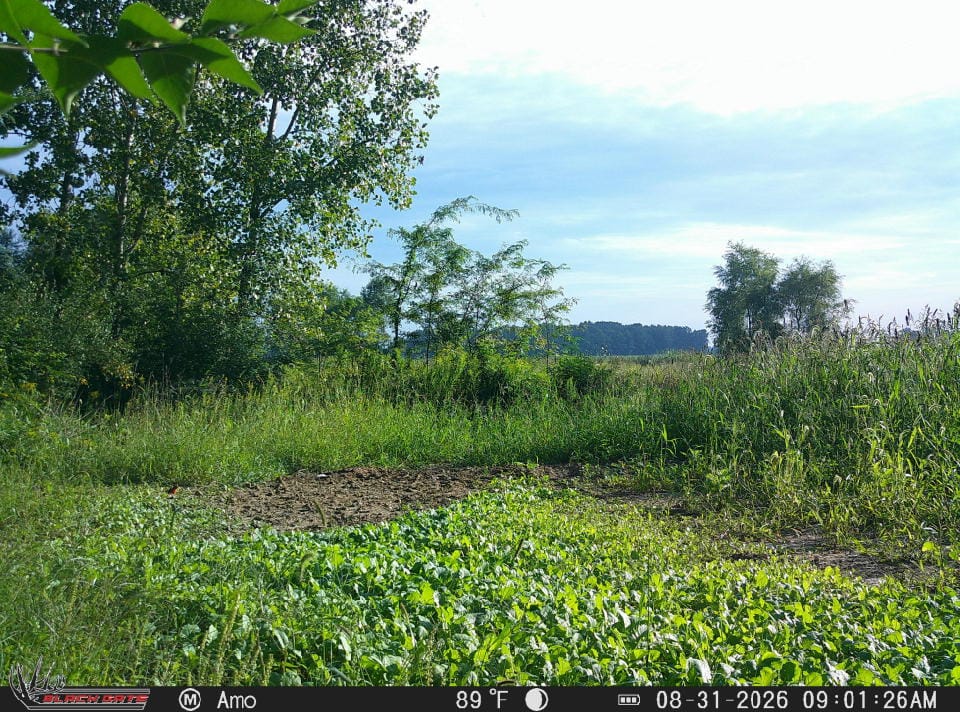 Customer photo review of No Till No Problem