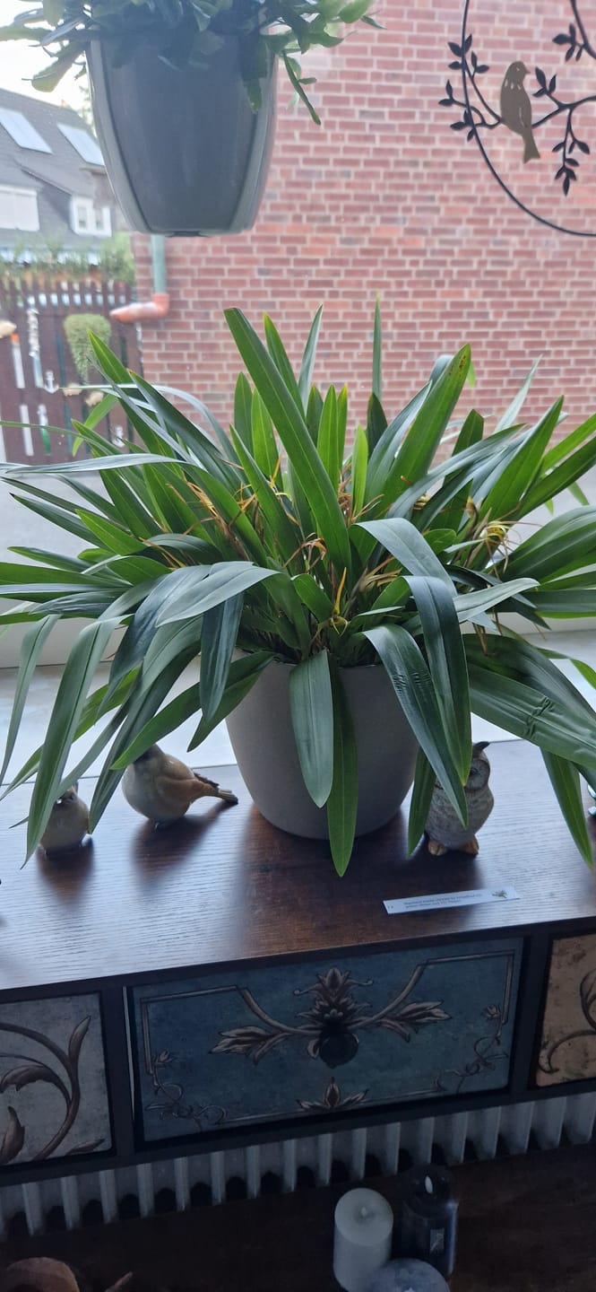 Customer photo review of Cochleanthes im Ampeltopf in versch. Farben