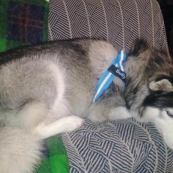 Customer photo review of DOGSPOKE™ RestEasy No Pull Dog Harness
