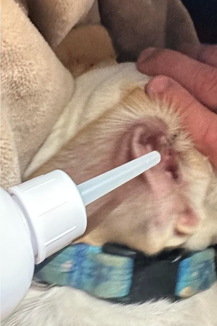 Customer photo review of Pack Ear Cleaner 2x1