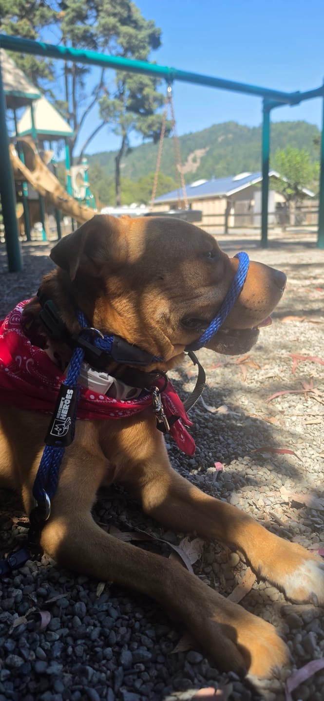 Customer photo review of FurLife™ - Natural Pheromone Calming Collar for Dogs