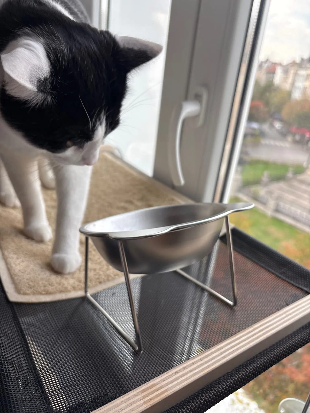 Customer photo review of Comedero ortopédico - Gato