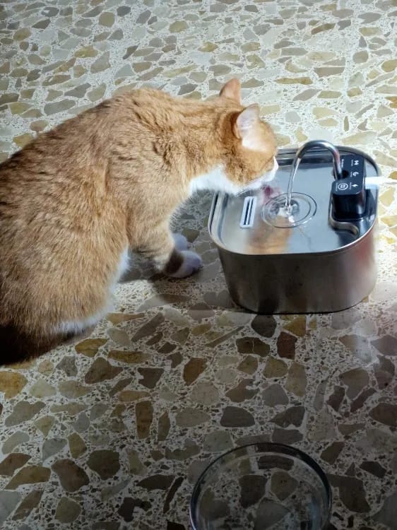 Customer photo review of 3.2L Pet Water Fountain – Wireless or Plug-In Options