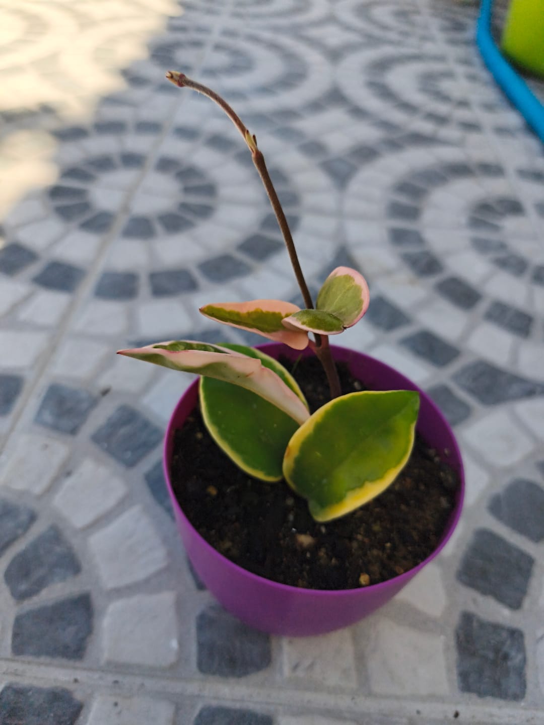 Customer photo review of Hoya carnosa 'Tricolor'