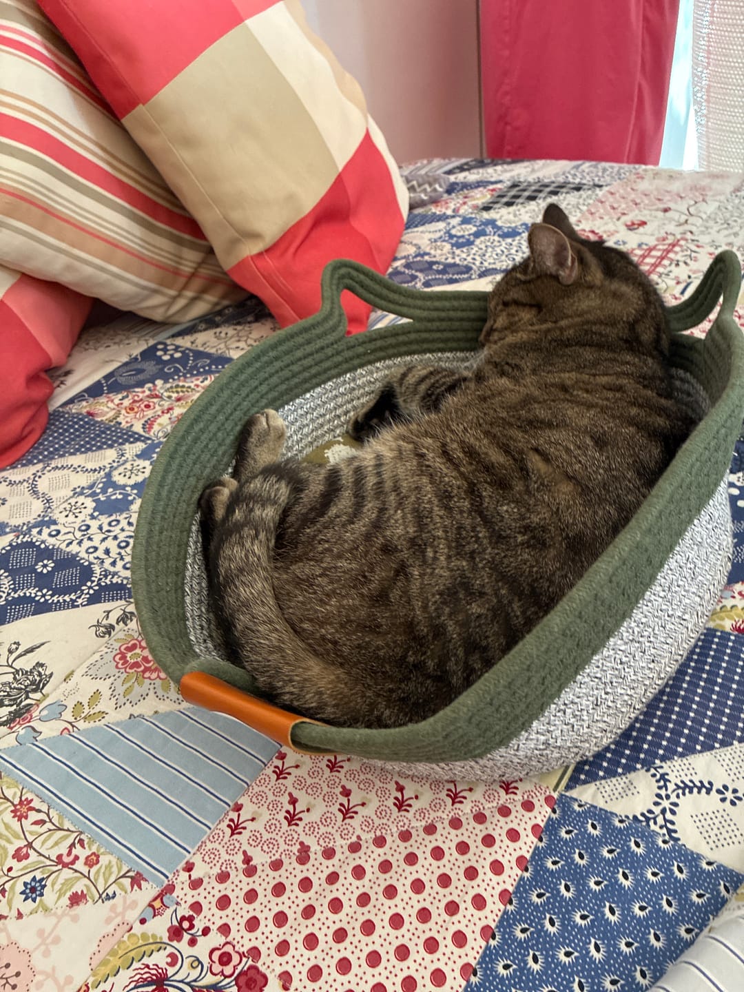 Customer photo review of Instinct Basket | Meet the first research-backed natural territory for indoor cats