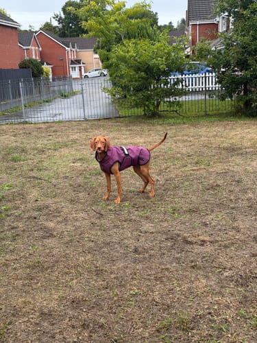Customer photo review of 3-in-1 Dog Coat
