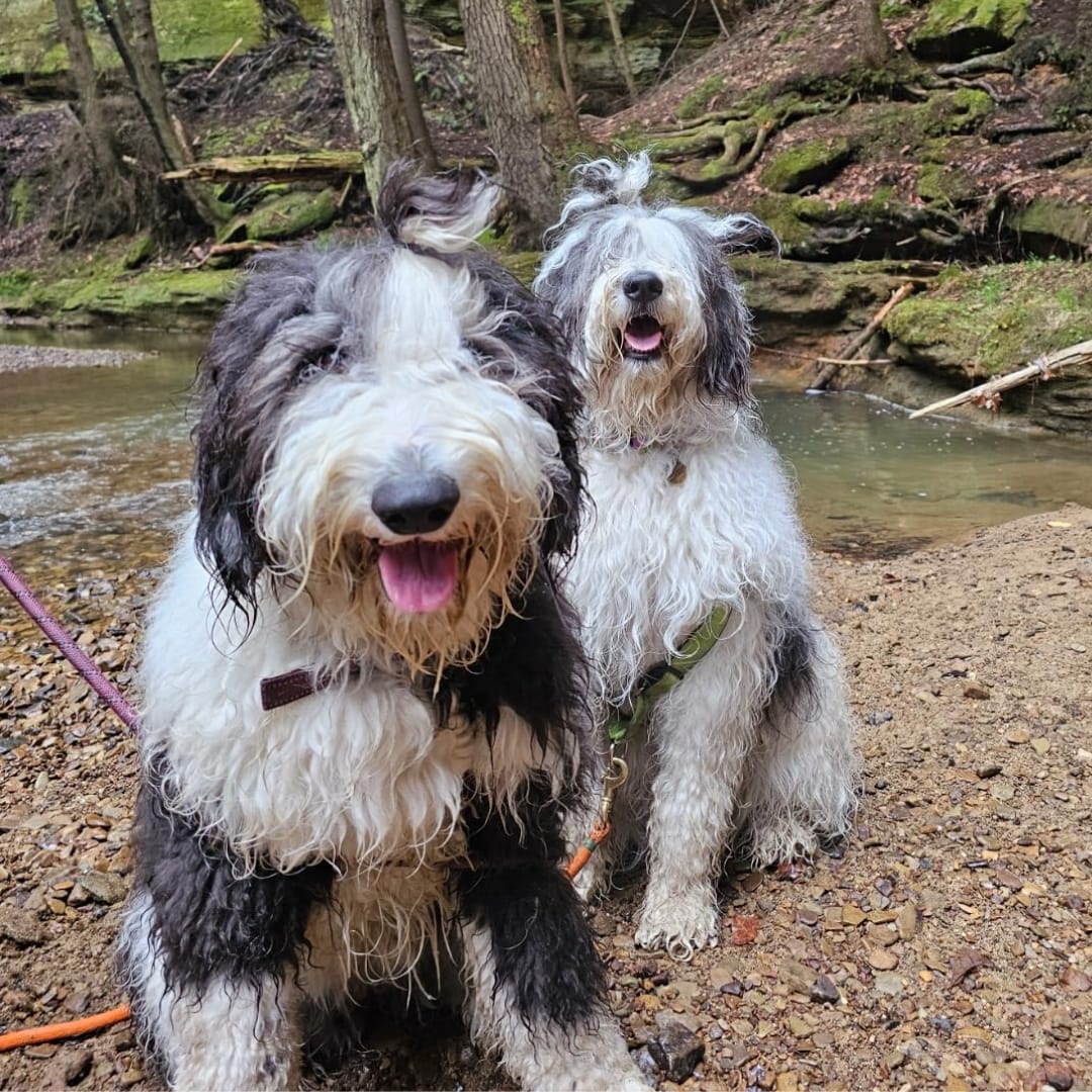 Customer photo review of LuckyDog™ Limpiador Eléctrico de Patas 360°