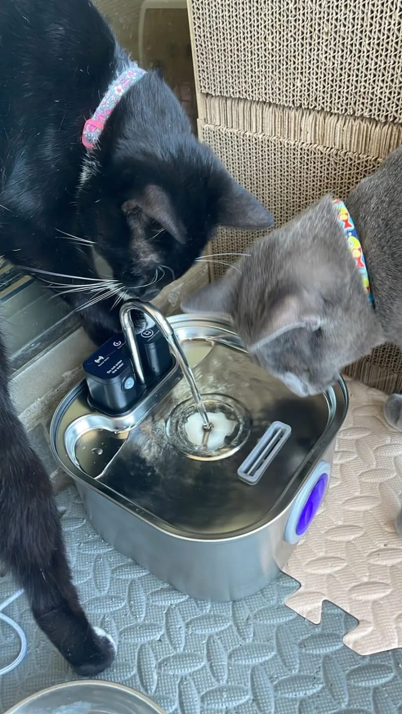 Customer photo review of 3.2L Pet Water Fountain – Wireless or Plug-In Options
