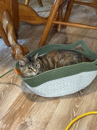 Customer's brown tabby cat resting inside a green and cream colored Instinct Basket on a wood floor.