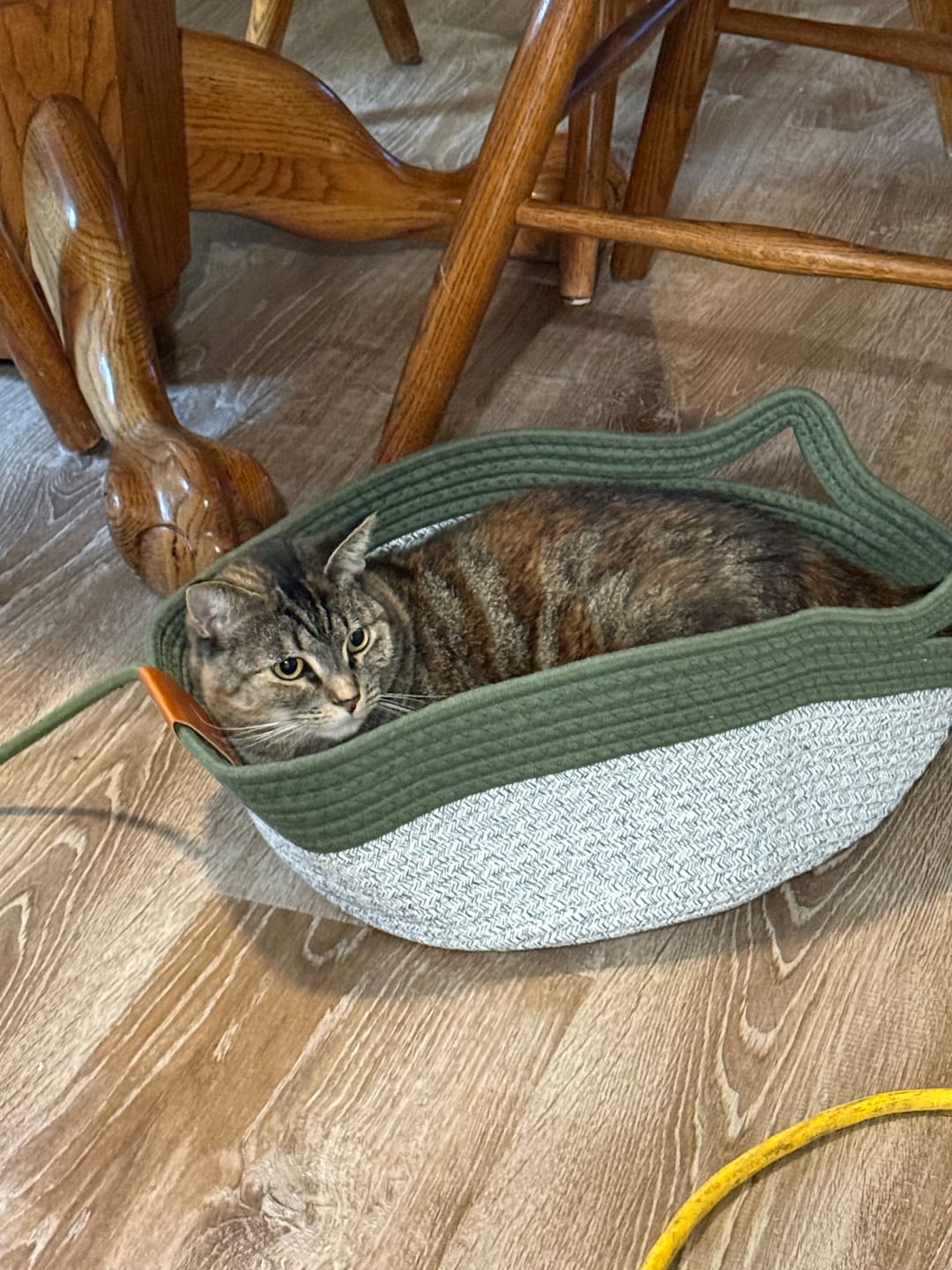 Customer photo review of Instinct Basket | Meet the first research-backed natural territory for indoor cats