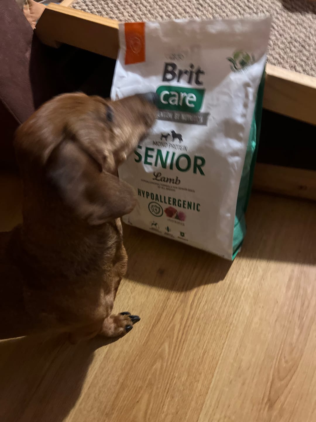 Customer photo review of Brit Care Senior Lamb