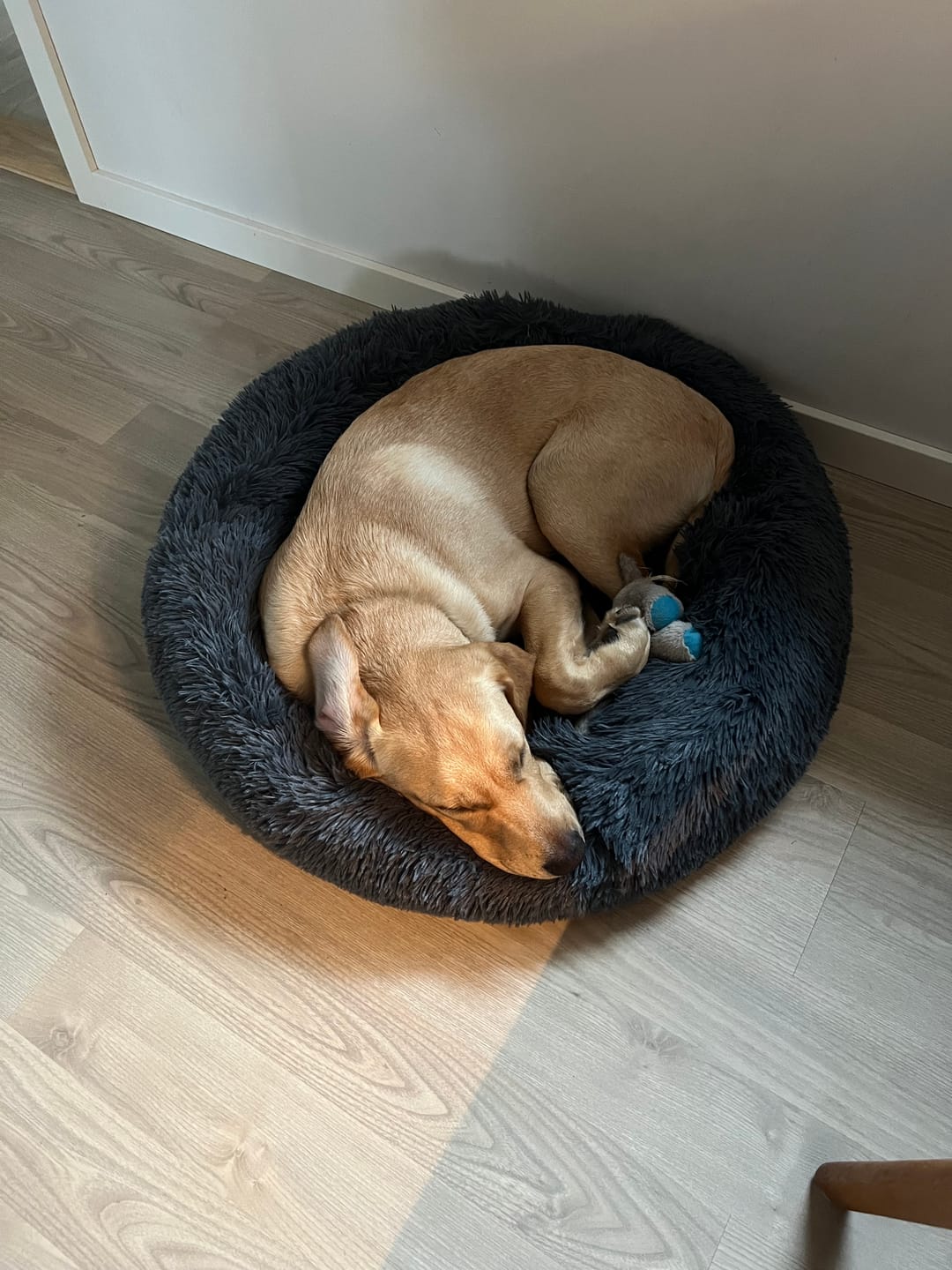 Customer photo review of Fluffy Donut Hundeseng, antracit grå