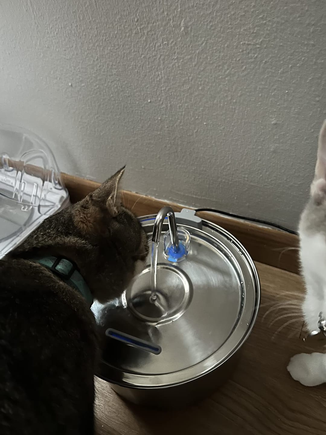 Customer photo review of Doggy FreshFlow™ Healthy Hydration 1
