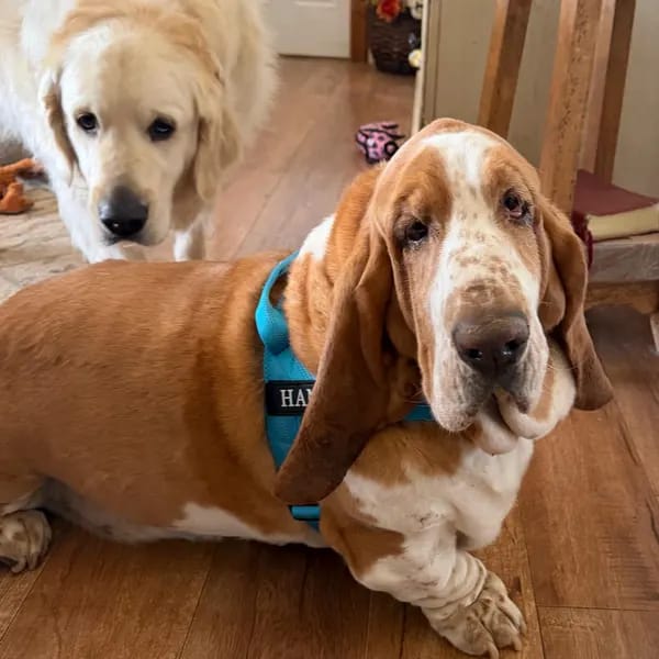 Customer photo review of DOGSPOKE™ RestEasy No Pull Dog Harness