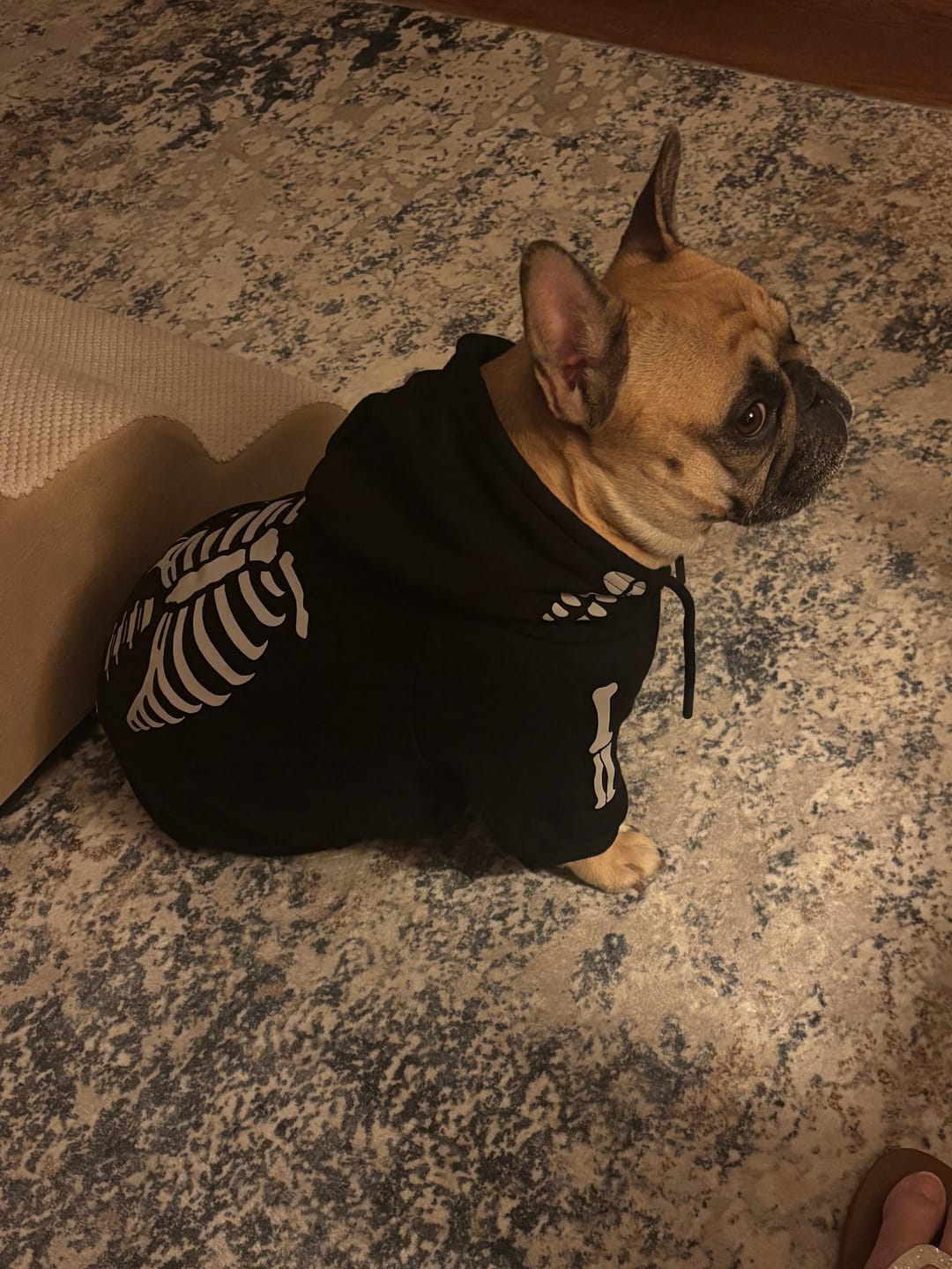 Customer photo review of Halloween Dog Hoodie - Reflective Skeleton