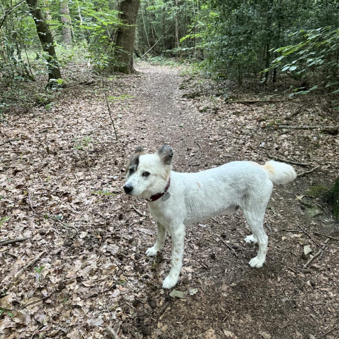 Customer photo review of LuckyDog™ Limpiador Eléctrico de Patas 360°