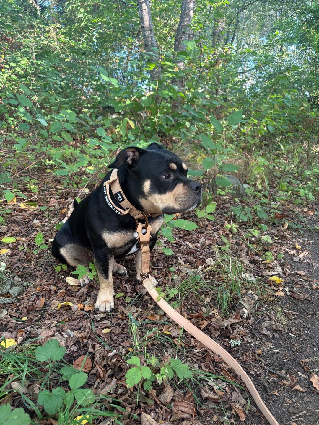 Customer photo review of Extreme Air Set Desert Beige - Lätt och slitstarkt hundset