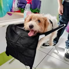 Customer photo review of VivaEase™ Foldable Pet Grooming Stand