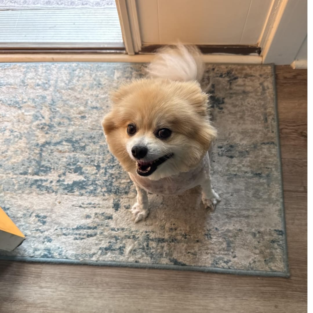 Customer photo review of LuckyDog™ Limpiador Eléctrico de Patas 360°