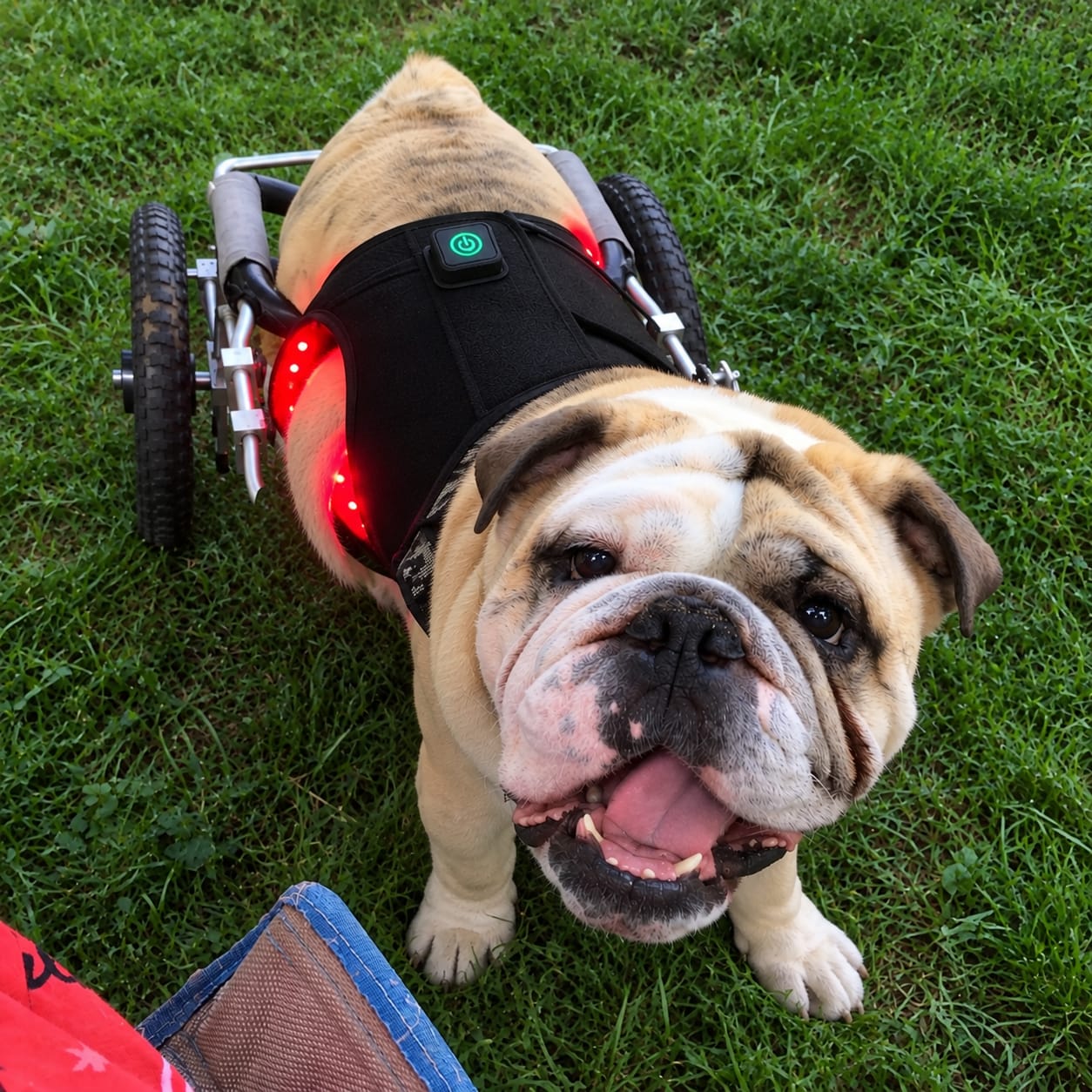 Customer photo review of Kiris Dog™ Soporte Terapia de Luz Roja