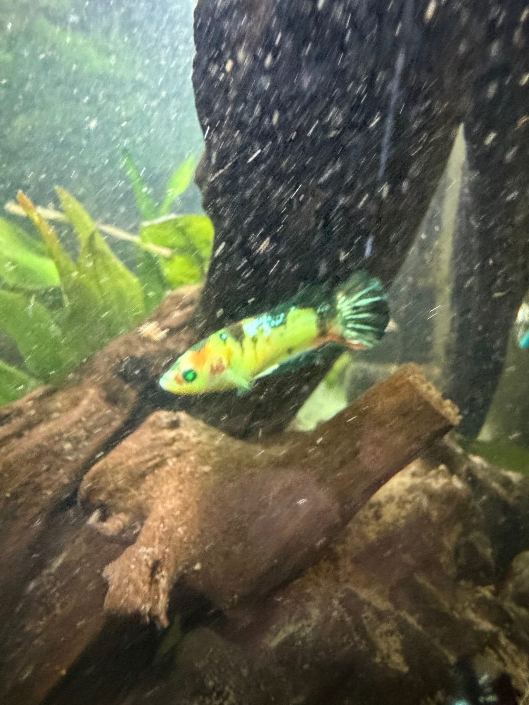 Customer photo review of Female Betta Fish Koi Nemo Neon Plakat