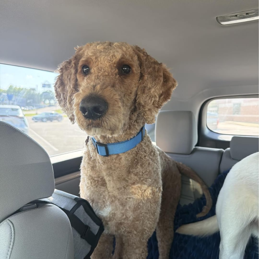 Customer photo review of LuckyDog™ Limpiador Eléctrico de Patas 360°