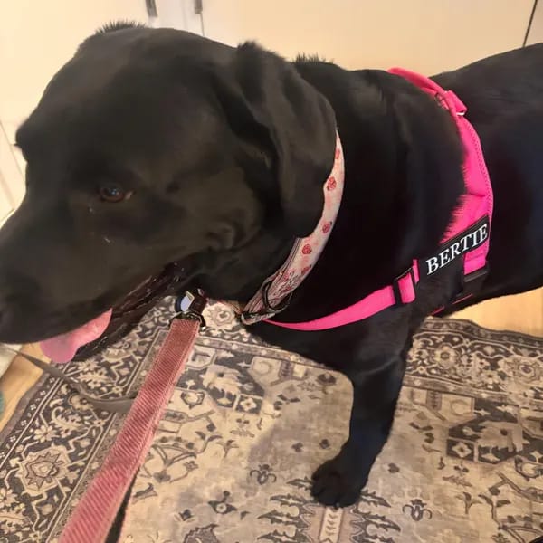 Customer photo review of DOGSPOKE™ RestEasy No Pull Dog Harness