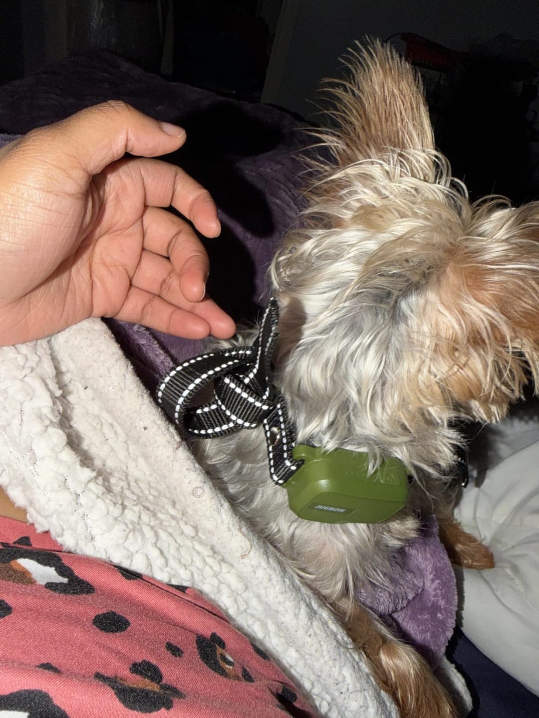 Customer photo review of Hundetrainingshalsband TrainPro