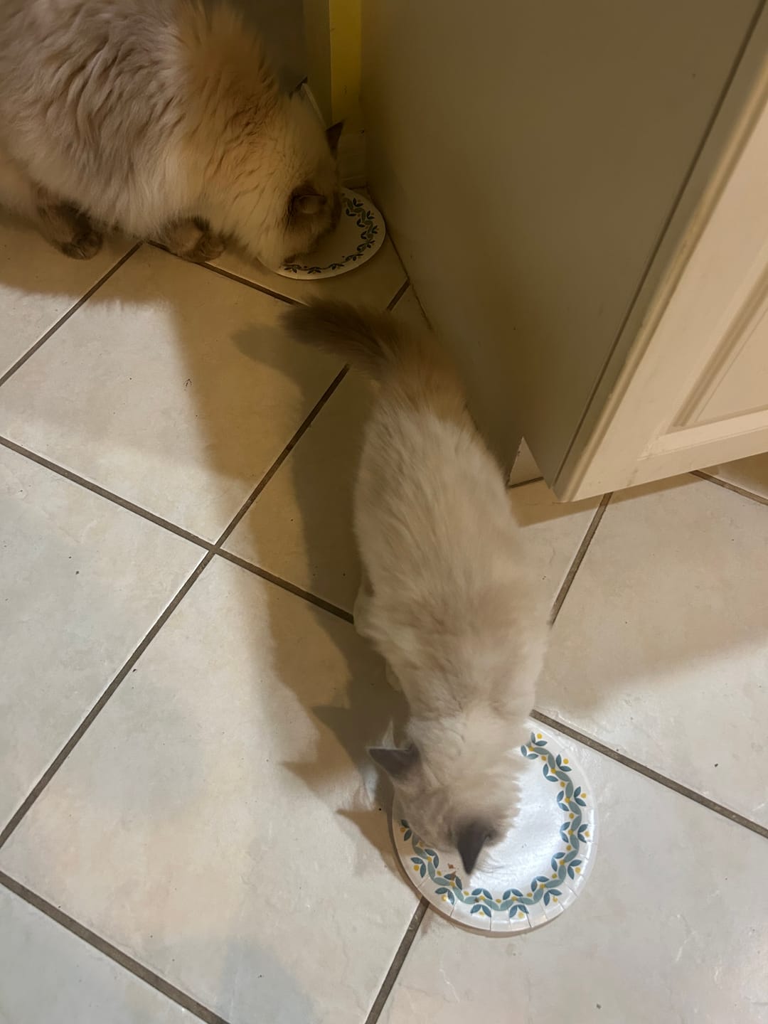 Customer photo review of Indoor