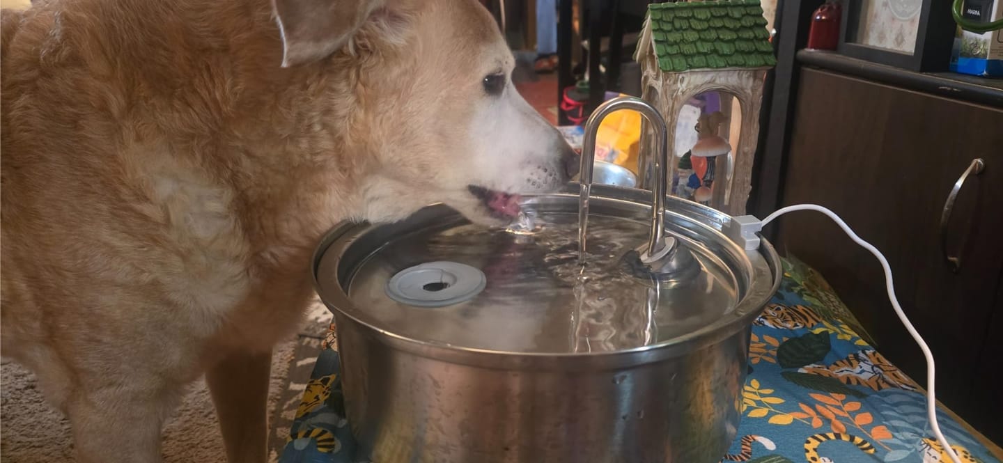 Customer photo review of Doggy FreshFlow™ Healthy Hydration 1