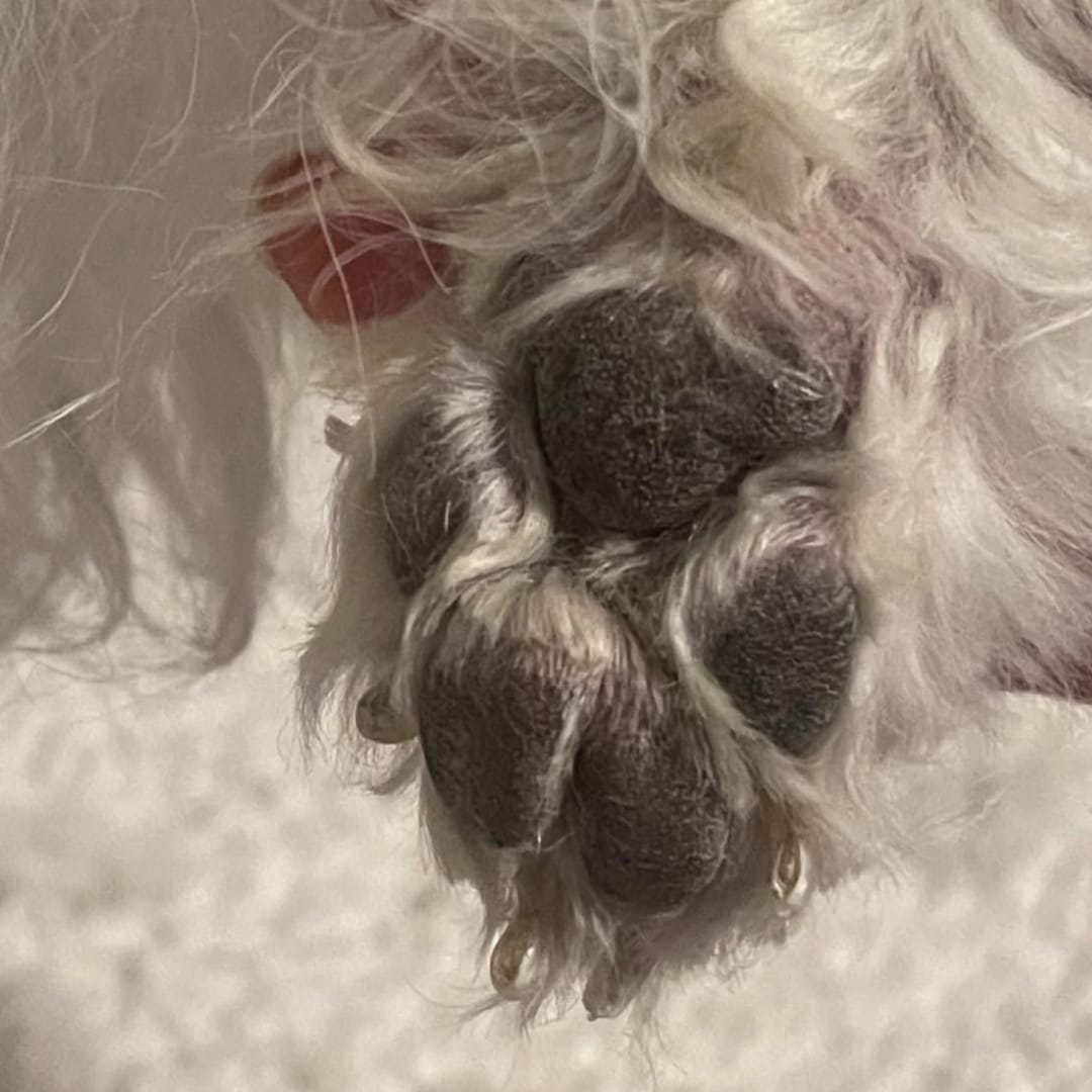 Customer photo review of LuckyDog™ Limpiador Eléctrico de Patas 360°