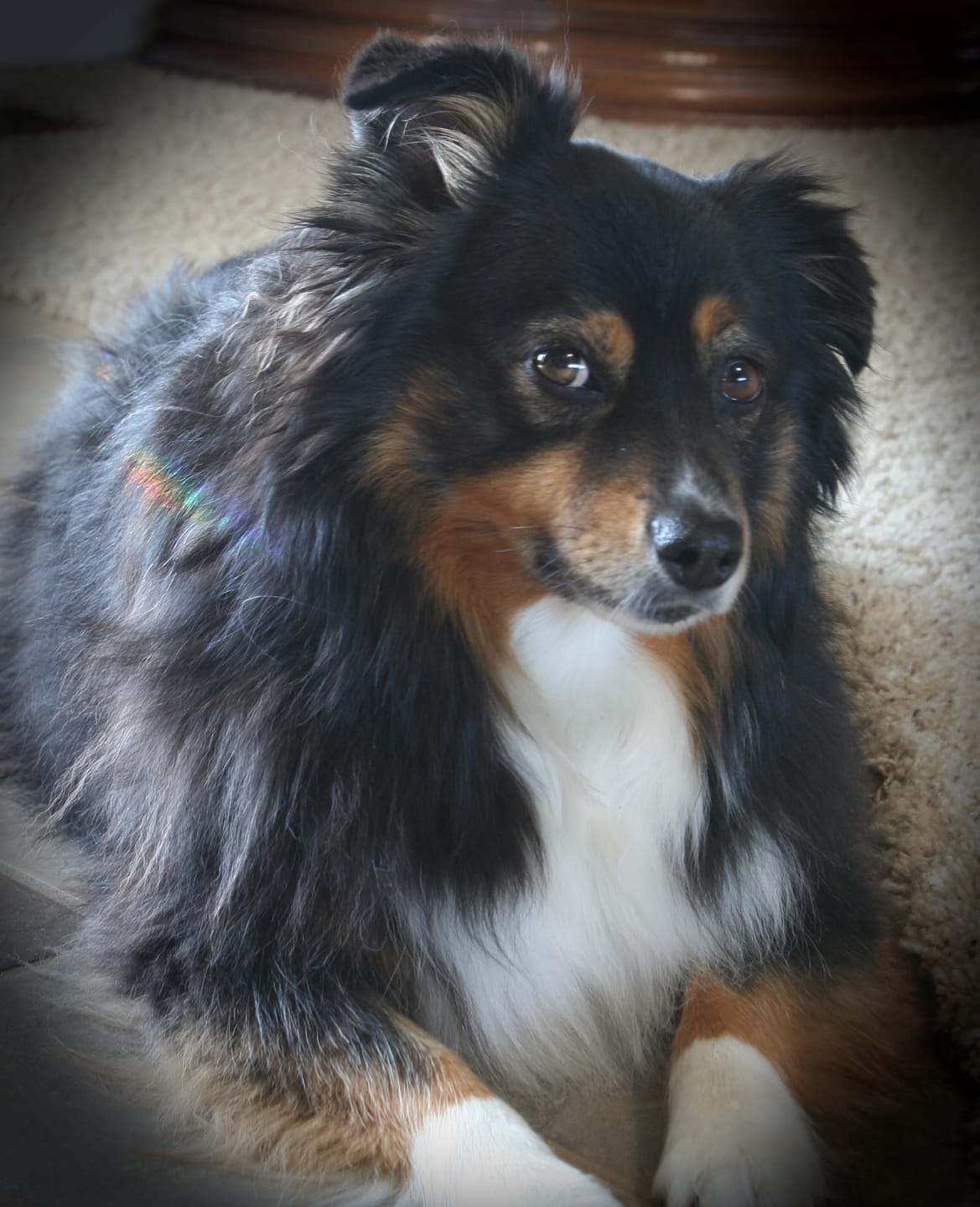 Customer photo review of OptiWize Collagen +Plus Dog and Cat Joint Health Supplement