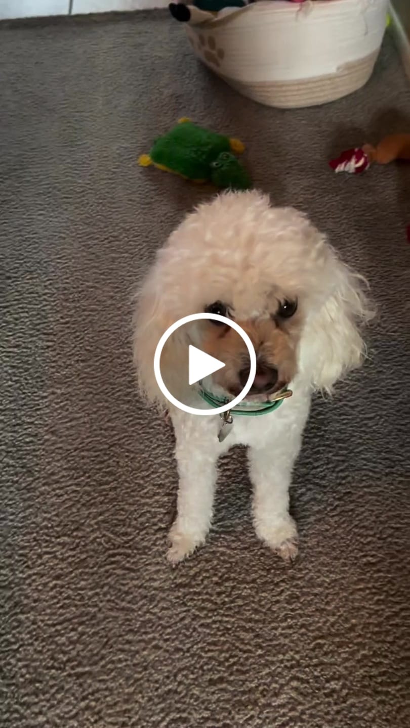 Customer video review of Revive Pet Botanic Therapy Shampoo