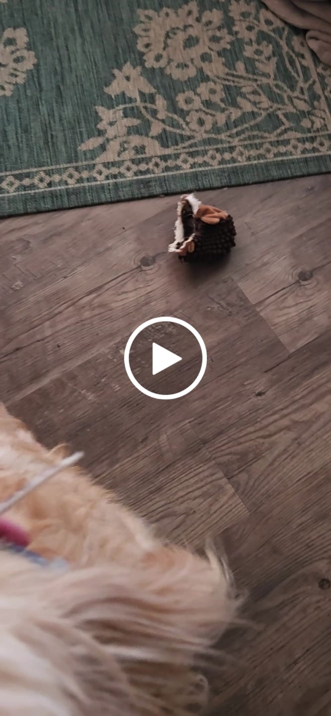 Customer video review of Mermaid Bubbles Dog Collar