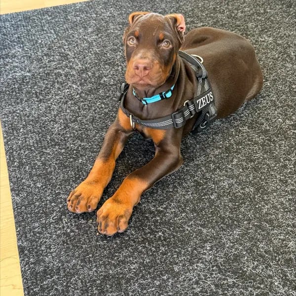 Customer photo review of DOGSPOKE™ RestEasy No Pull Dog Harness