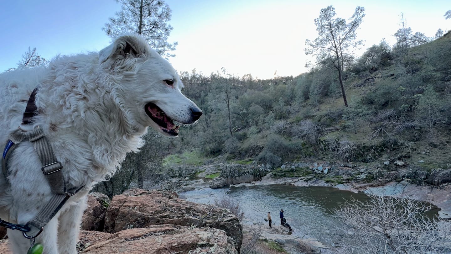 Customer photo review of Daily Healthy-Aging Support for Aging Dogs