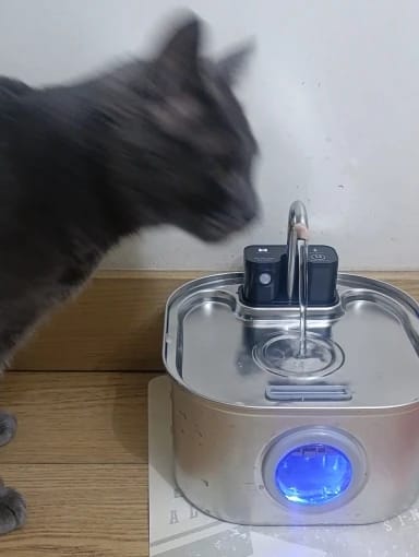 Customer photo review of 3.2L Pet Water Fountain – Wireless or Plug-In Options