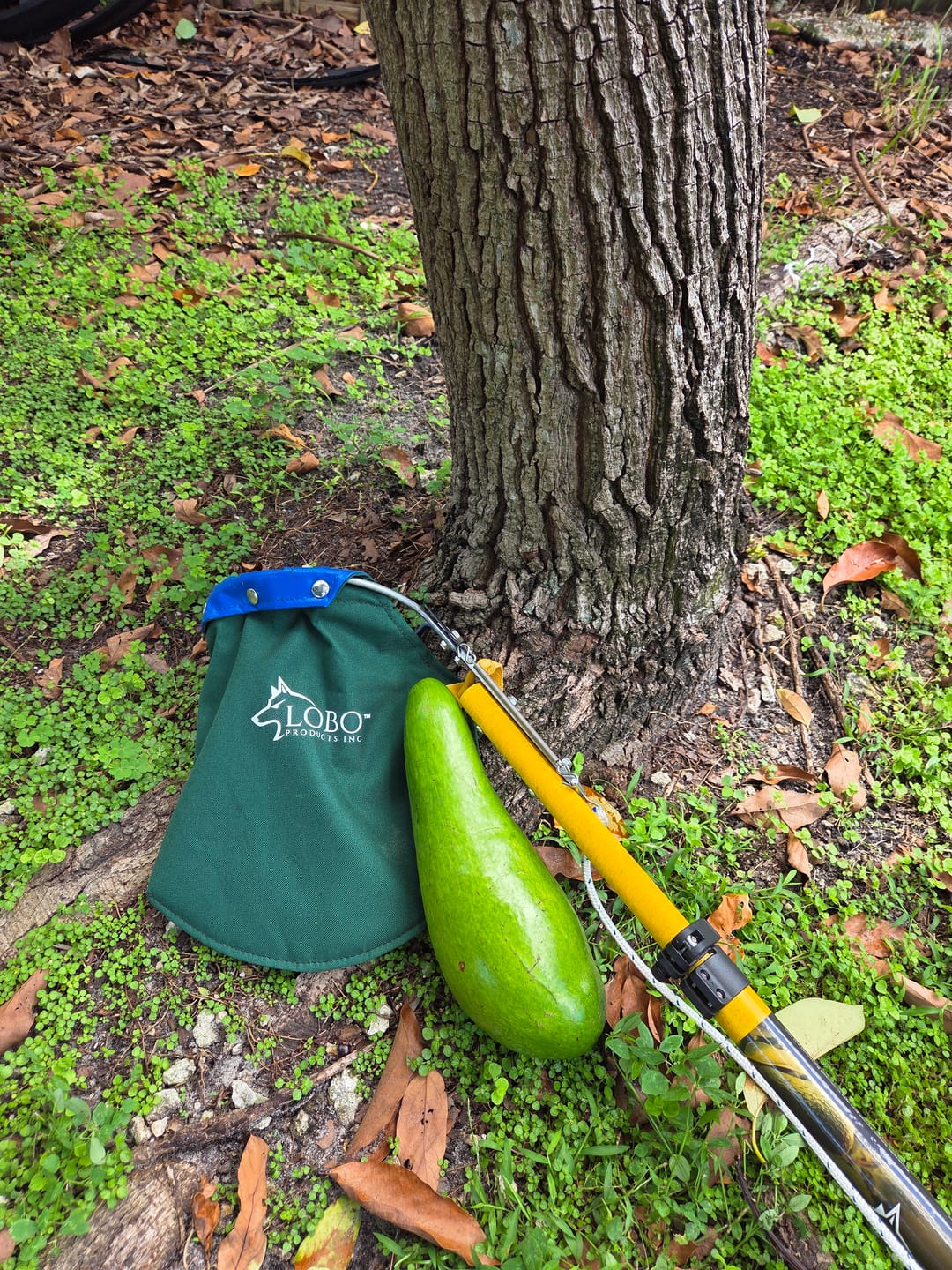 Customer photo review of Fruit Picking Pole (Telescoping) |  Fiberglass Pole