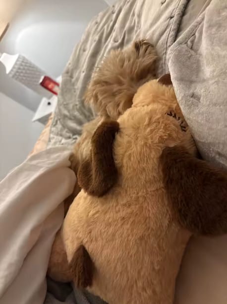 Customer photo review of Peluche con Latido para Perros