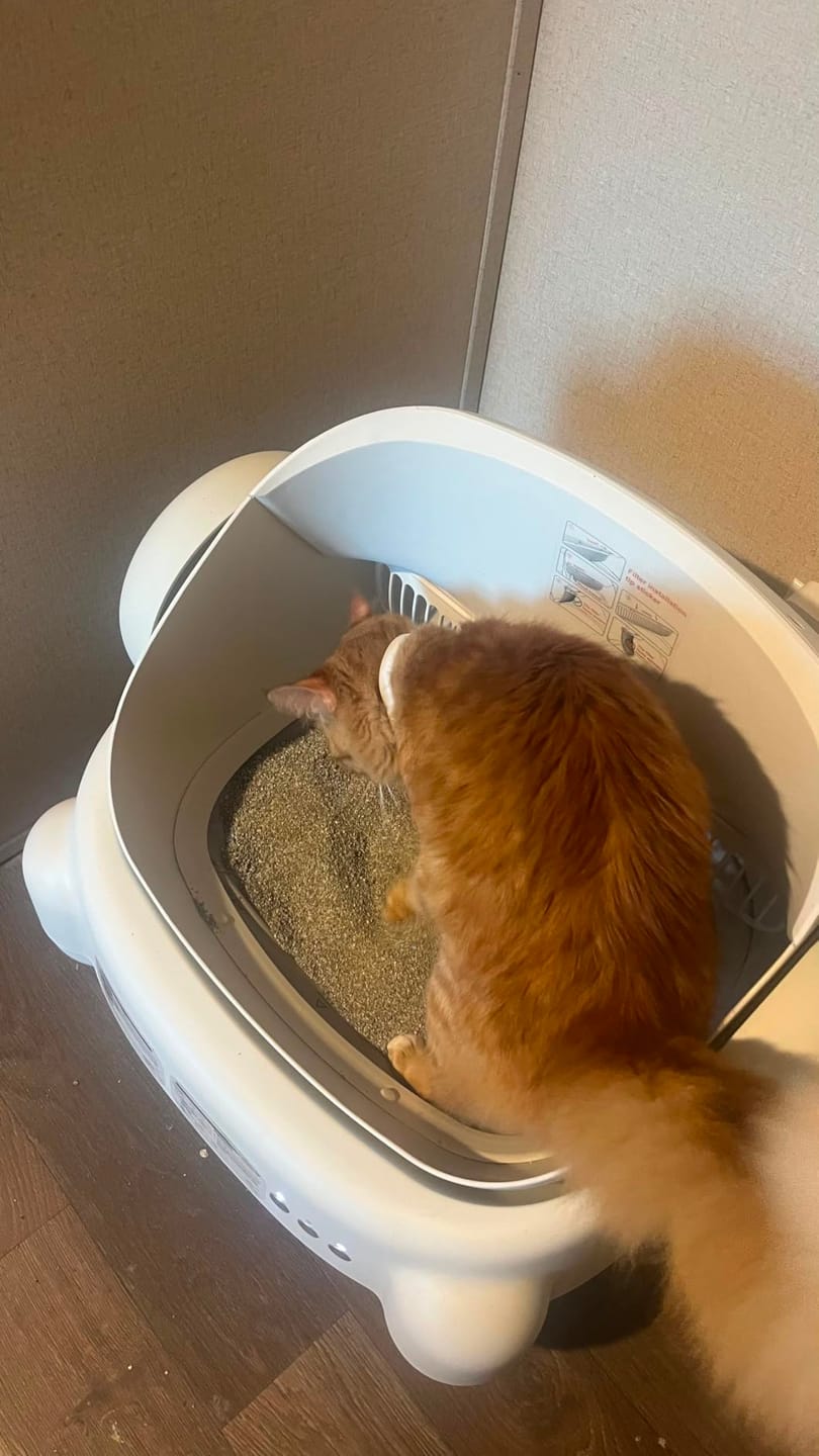 Customer photo review of CleanPaw Katzenklo Automatisch