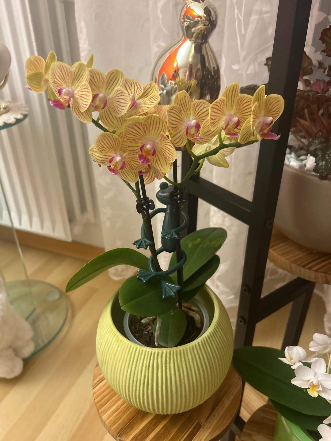 Customer photo review of Table Dance Lima mit gelb-gestreiften Blüten und 2 Rispen