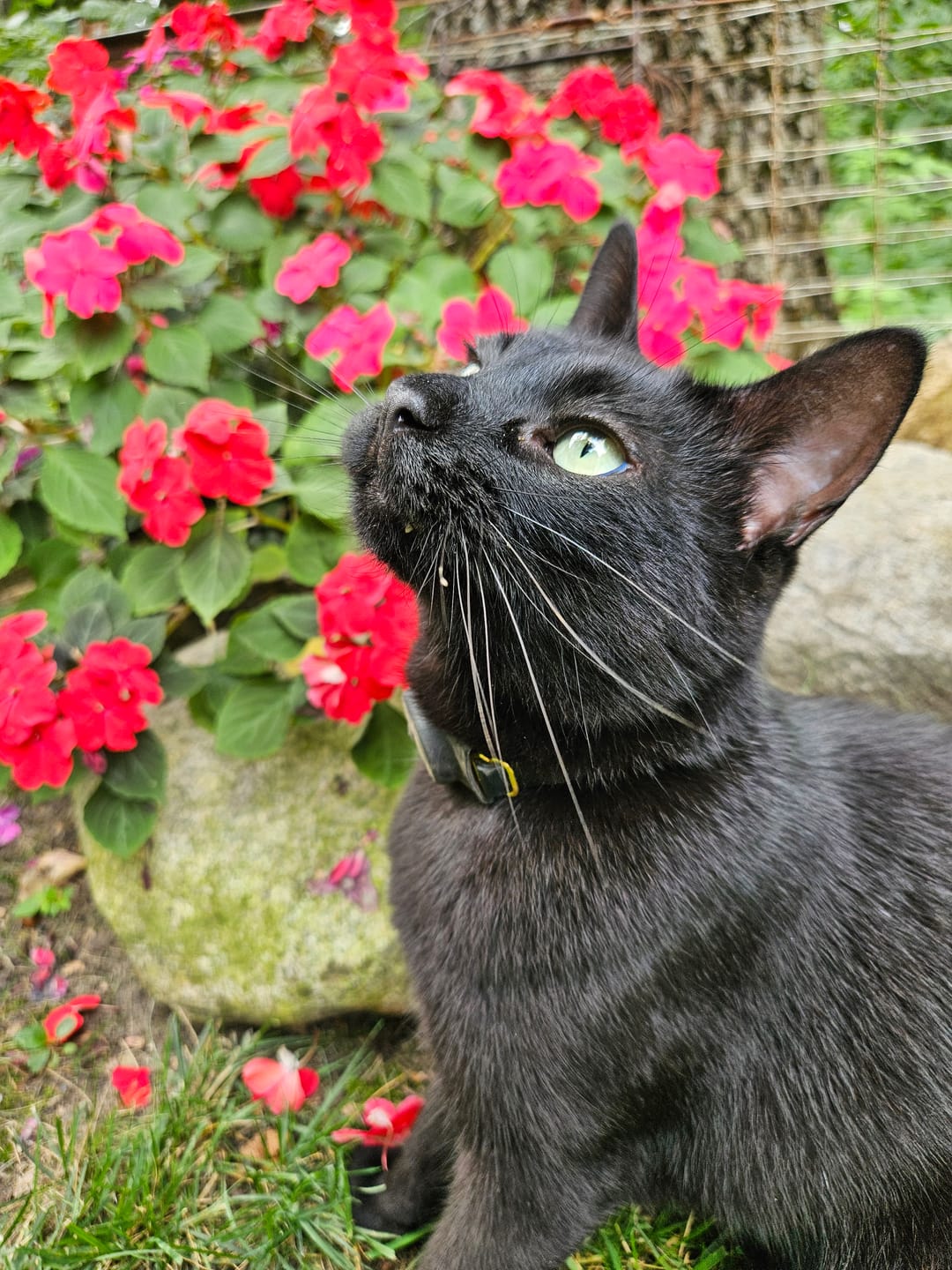 Customer photo review of Breakaway Cat Collar