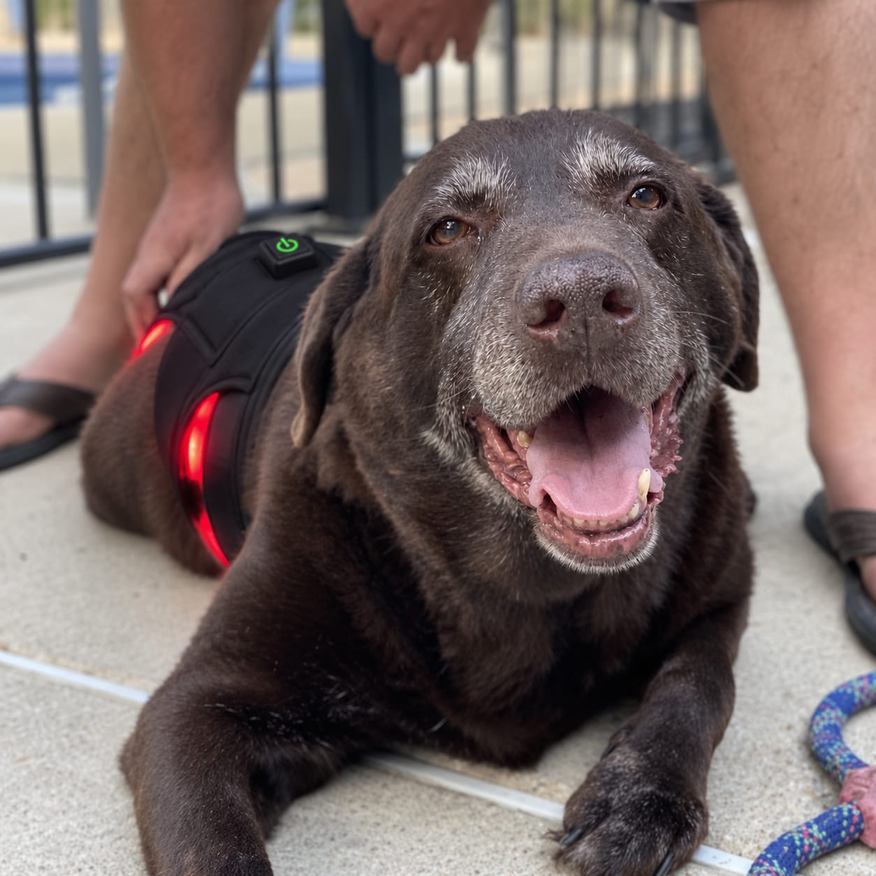 Customer photo review of Kiris Dog™ Soporte Terapia de Luz Roja