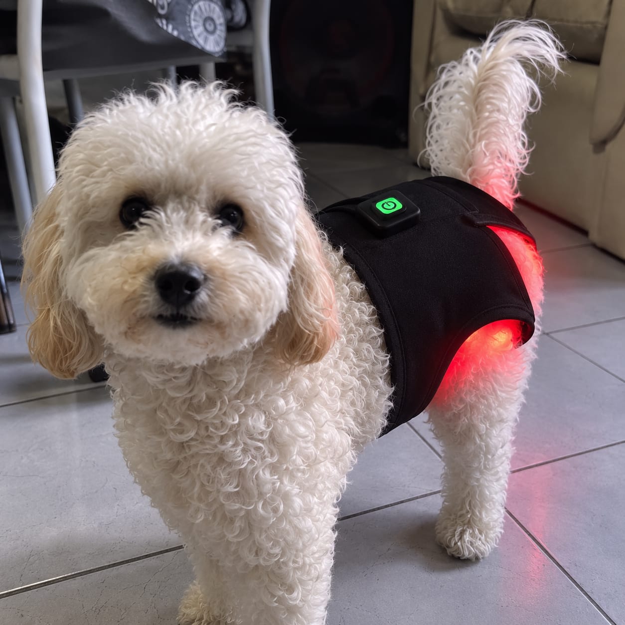 Customer photo review of Kiris Dog™ Soporte Terapia de Luz Roja