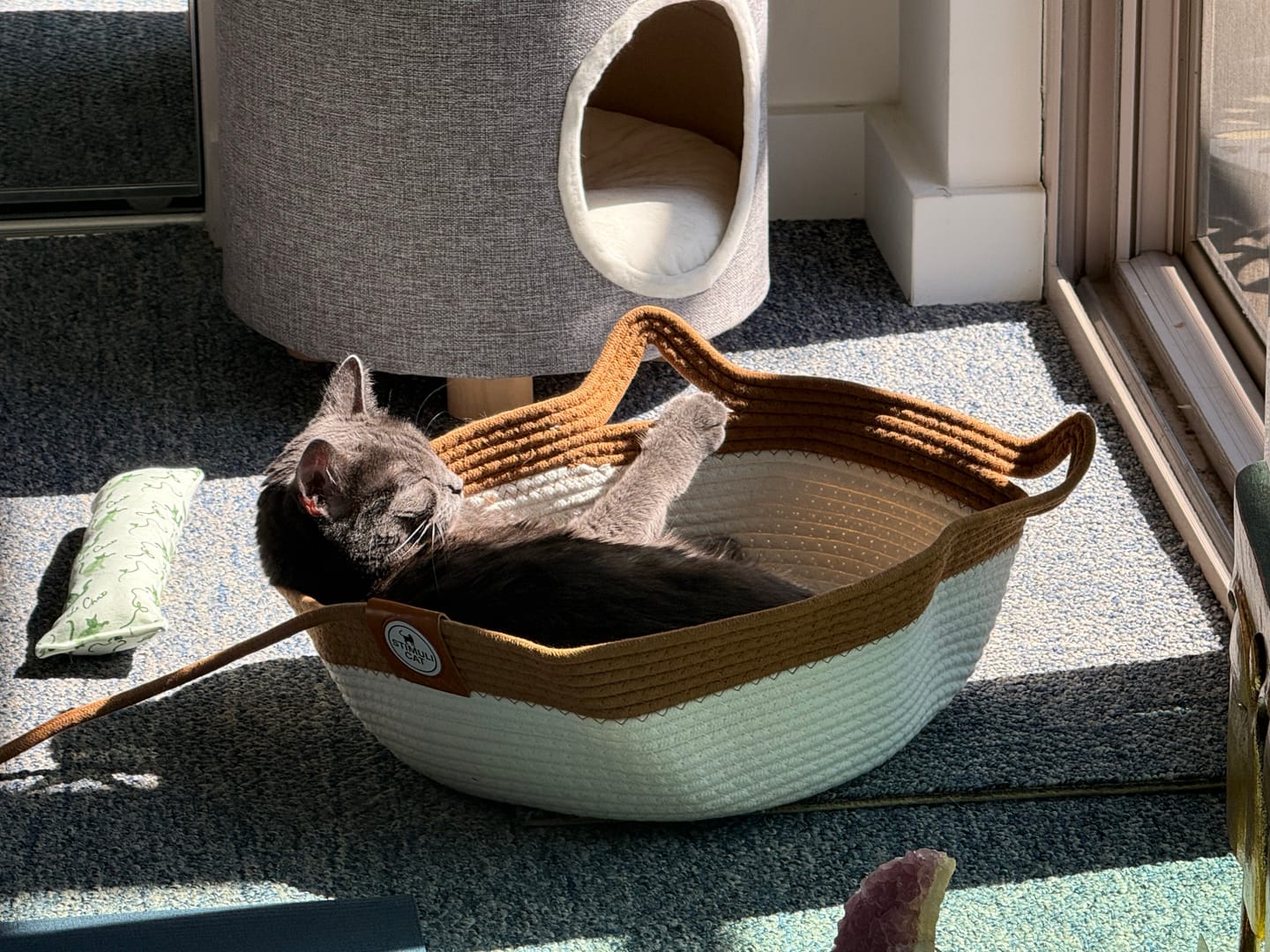 Customer photo review of Instinct Basket | Meet the first research-backed natural territory for indoor cats