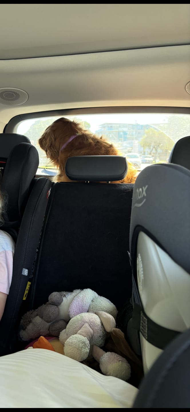 Customer photo review of Waterproof Back Seat Towel – Black | Towel Society
