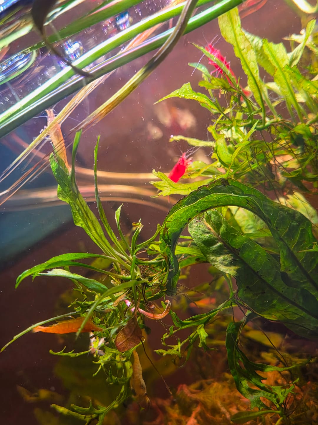 Customer photo review of Rainbow Pack Neocaridina Shrimp